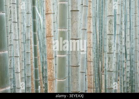 geometric pattern view of dense green and tan vertical bamboo stalks in the Arashiyama Bamboo Grove, Kyoto, Japan Stock Photo