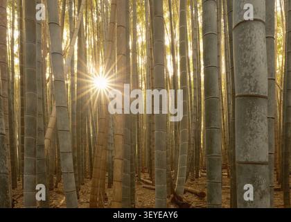 Sun flare piercing through a dense row of giant green bamboo stalks in the Arashiyama Bamboo Grove, Kyoto, Japan Stock Photo