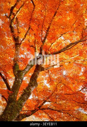 Striking vertical shot of a bright red and orange autumn maple tree canopy filling the frame against a soft sky background, Kyoto, Japan Stock Photo