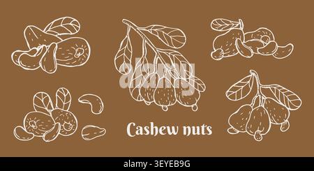 Hand drawn cashew nut set. Vector illustration on brown background. Vintage sketch of cashew branch and leaves and fruits, and nuts. White outline engraving illustration for wrapping, food background Stock Vector