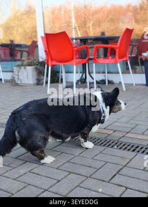 A black and white Welsh Corgi Cardigan dog lies in a waiting pose on the brick pavement of an empty outdoor restaurant terrace. Shot from a low angle, Stock Photo