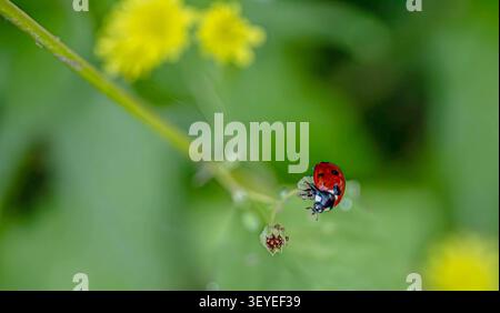 Ladybug crawling on thin stem near yellow flower buds Stock Photo