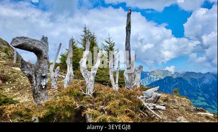 Ancient Dead Tree Trunks Reaching Toward the Sky in the Swiss Alps, Bernese Oberland Stock Photo