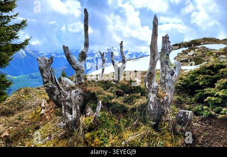 Ancient Dead Tree Trunks Reaching Toward the Sky in the Swiss Alps, Bernese Oberland Stock Photo