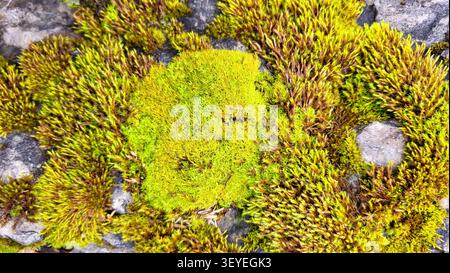Close-Up of Vibrant Green Moss Growing on a Gray Stone in Swiss Nature Stock Photo