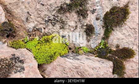 Close-Up of Vibrant Green Moss Growing on a Gray Stone in Swiss Nature Stock Photo
