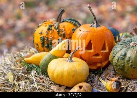 Carved Halloween jack o' lantern and various pumpkins standing on hay and fallen leaves Stock Photo