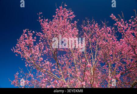 A vibrant close-up of cherry blossom branches in full bloom, set against a deep blue sky. The image captures the delicate pink flowers and budding blo Stock Photo