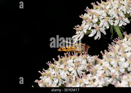 A hoverfly on wild carrot, Daucus carota. Stock Photo
