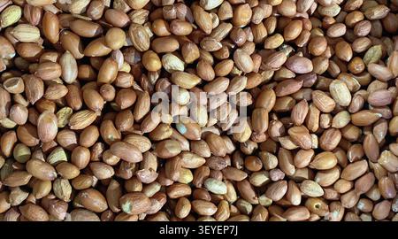 Fresh raw peanuts in their natural shells, a nutritious legume widely used as a snack, cooking ingredient, and source of peanut products. Stock Photo