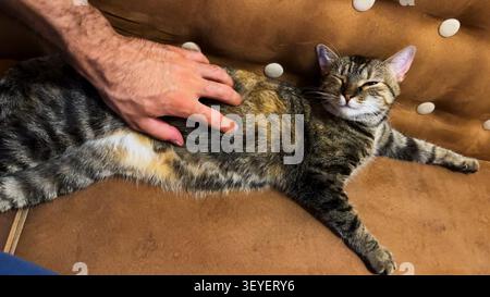 Male arm strokes cute tabby cat lying on sofa. Hand of guy petting small domestic kitty at home. Young man playing with beautiful kitten at home Stock Photo