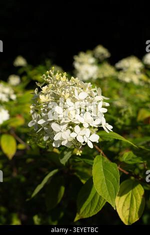 White panicle hydrangea flower in a sunny garden, close-up of Hydrangea paniculata blossom with dark background copy space. Stock Photo