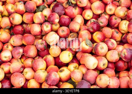 fresh organic red apples background Stock Photo