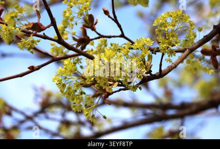 Blooming Acer platanoides (Norway maple) in spring Stock Photo