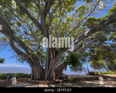 In Kaunakakai, a large monkeypod tree (Samanea saman) anchors the landscape with its massive trunk and broad, umbrella-like canopy - Molokai, Hawaii Stock Photo