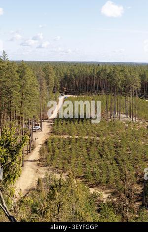 A vertical high-angle shot framing a long country dirt track cutting through an expansive pine forest filled with a grid of young growing trees. Stock Photo
