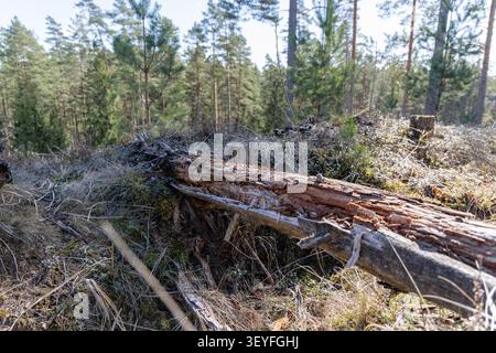 A wide close-up shot of a rotting, hollowed-out tree trunk lying horizontally on the dry grass and moss of a sunny forest slope. Stock Photo
