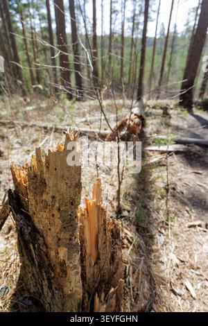 A vertical, selective focus shot of a sharply broken, decaying tree stump in the foreground, with the rest of its fallen trunk stretching into a sunny Stock Photo