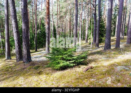 A wide horizontal view of a vibrant small green spruce tree standing in a sunlit mossy clearing, surrounded by tall, mature pine trunks. Stock Photo