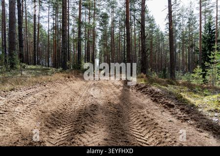 Low angle horizontal shot of tire tracks on a sandy dirt road cutting through a tall, dense pine forest with sharp contrasts. Stock Photo