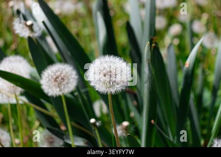 Taraxacum erythrospermum (red-seeded dandelion) a species of dandelion plant Stock Photo