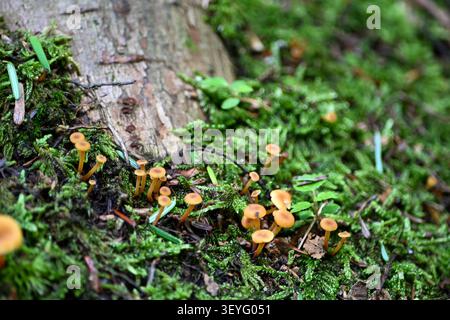 little mushrooms growing together with nice contrast on a dark wooden log Stock Photo