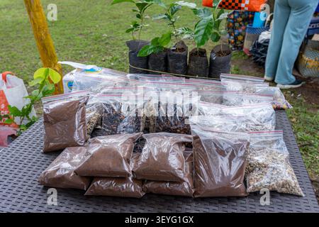 Coffee seeds. Green beans. Roasted beans. And ground coffee are carefully packaged in clear plastic bags for display and sale. Complemented by several Stock Photo