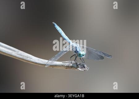 Blue dasher dragonfly perched on a dry branch with soft background Stock Photo