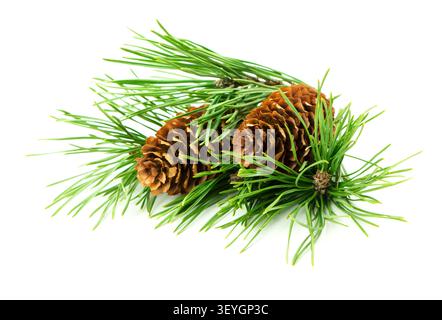A natural festive decor piece with a small pine branch and cones, placed on a white background with shadow for seasonal projects Stock Photo