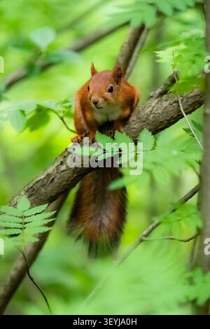 Curious Eurasian red squirrel (Sciurus vulgaris) looking directly toward the camera while resting on a woodland branch. Stock Photo