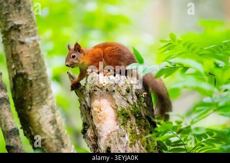 Wild Eurasian red squirrel (Sciurus vulgaris) perched on a weathered tree stump surrounded by green summer woodland. Stock Photo