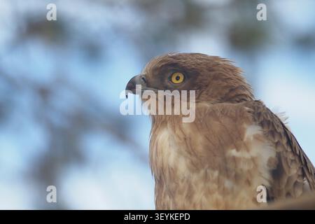 Short toed Snake Eagle looks towards the sky during daylight hours Stock Photo