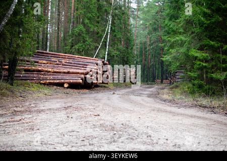 Freshly cut pine logs stacked along a forest road in Lithuania, highlighting timber harvesting, forestry management and woodland resources. Stock Photo