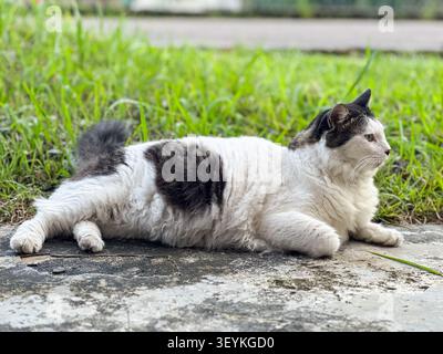 Black and white domestic cat resting outdoors near grass and pavement in natural daylight. Stock Photo