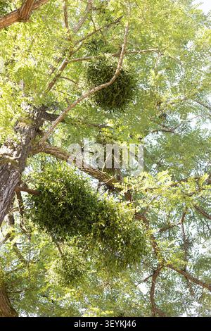 Viscum album - European mistletoe in a tree. Stock Photo
