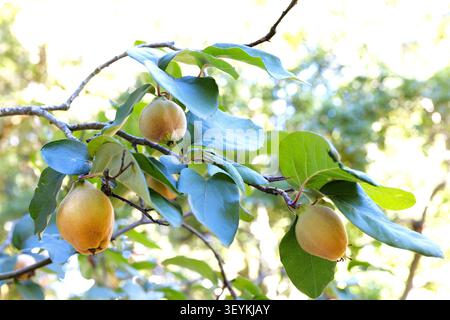 Cydonia oblonga 'pineapple' - pineapple quince, growing on a tree. Stock Photo