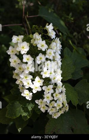 Hydrangea quercifolia - oakleaf hydrangea flowers. Stock Photo