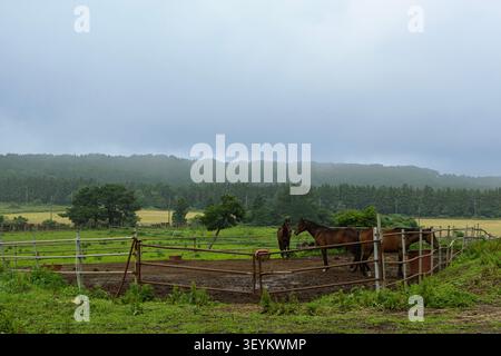 Horses in Rural Paddock Under Dramatic Storm Clouds Before Rain Stock Photo