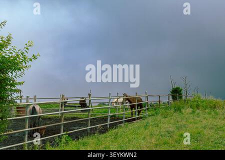 Horses in Rural Paddock Under Dramatic Storm Clouds Before Rain Stock Photo