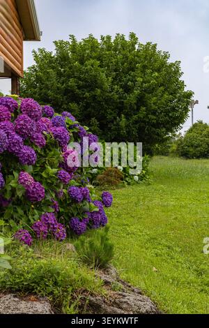 Blooming Purple Hydrangea Bush in Summer Garden Near Wooden House Stock Photo