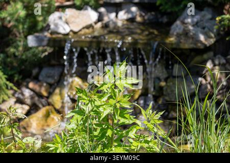 Green plants thriving by a small artificial waterfall in a decorative pond Stock Photo