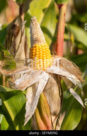 Ripe yellow kernels appearing on an ear of corn ready for harvest Stock Photo