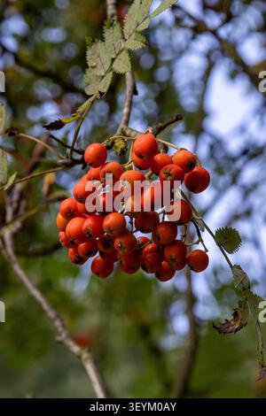 Red rowan berries growing on a branch against a blurred background in nature Stock Photo