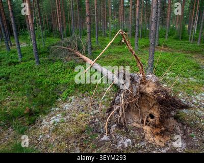 view of a fallen Scots pine tree in a traditional Finnish forest, showing its exposed root system and the sandy soil underneath Stock Photo
