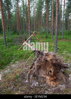 view of a fallen Scots pine tree in a traditional Finnish forest, showing its exposed root system and the sandy soil underneath Stock Photo