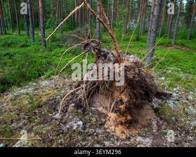 view of a fallen Scots pine tree in a traditional Finnish forest, showing its exposed root system and the sandy soil underneath Stock Photo
