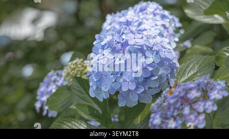 A single blue mophead hydrangea (ajisai) flower head is in sharp focus in a Japanese garden, with other hydrangea clusters and green foliage softly blurred in the background. Stock Photo