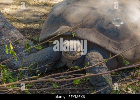 A majestic giant tortoise resting by a tree, exuding a calm and ancient presence within a sunlit natural environment. Stock Photo