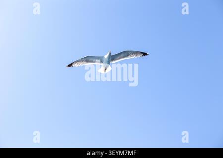 single seagull flying with open wings in a clear, bright blue summer sky Stock Photo