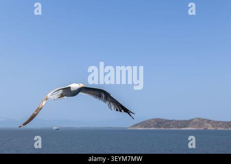 scenic view of single seagull flying over blue sea with a distant island coast and ship on horizon Stock Photo
